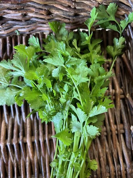 cilantro.jpg