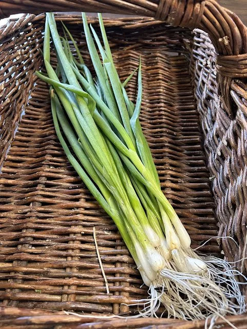 green onions.jpg