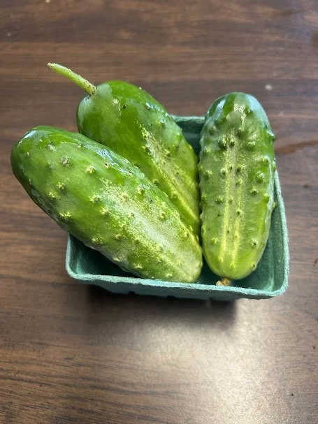 pickling cukes.jpg