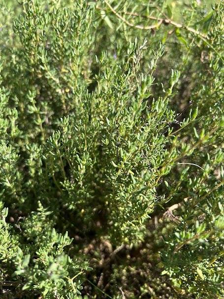thyme.jpg