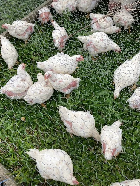 live chicken3.jpg
