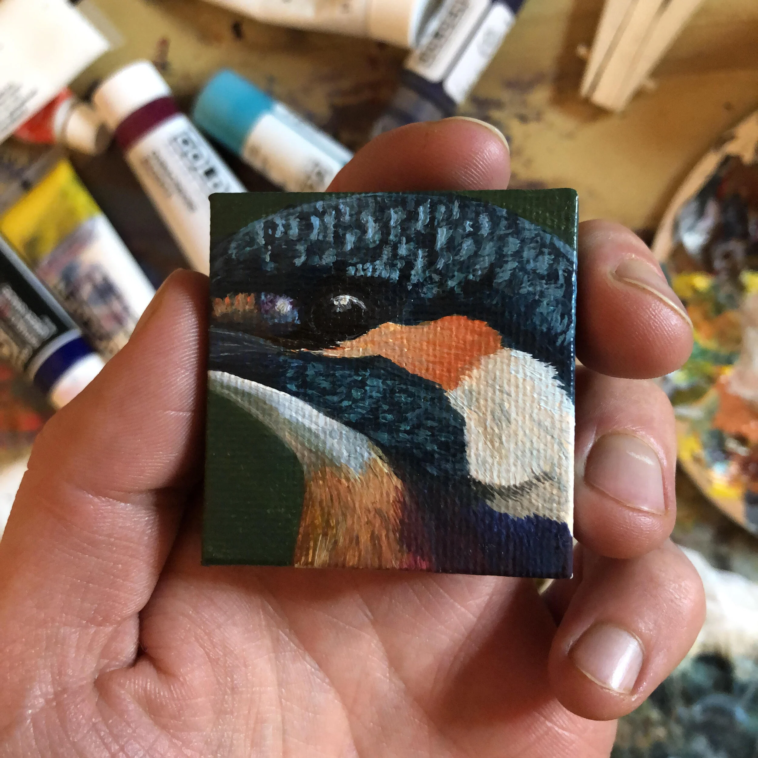 Kingfisher close up.jpg