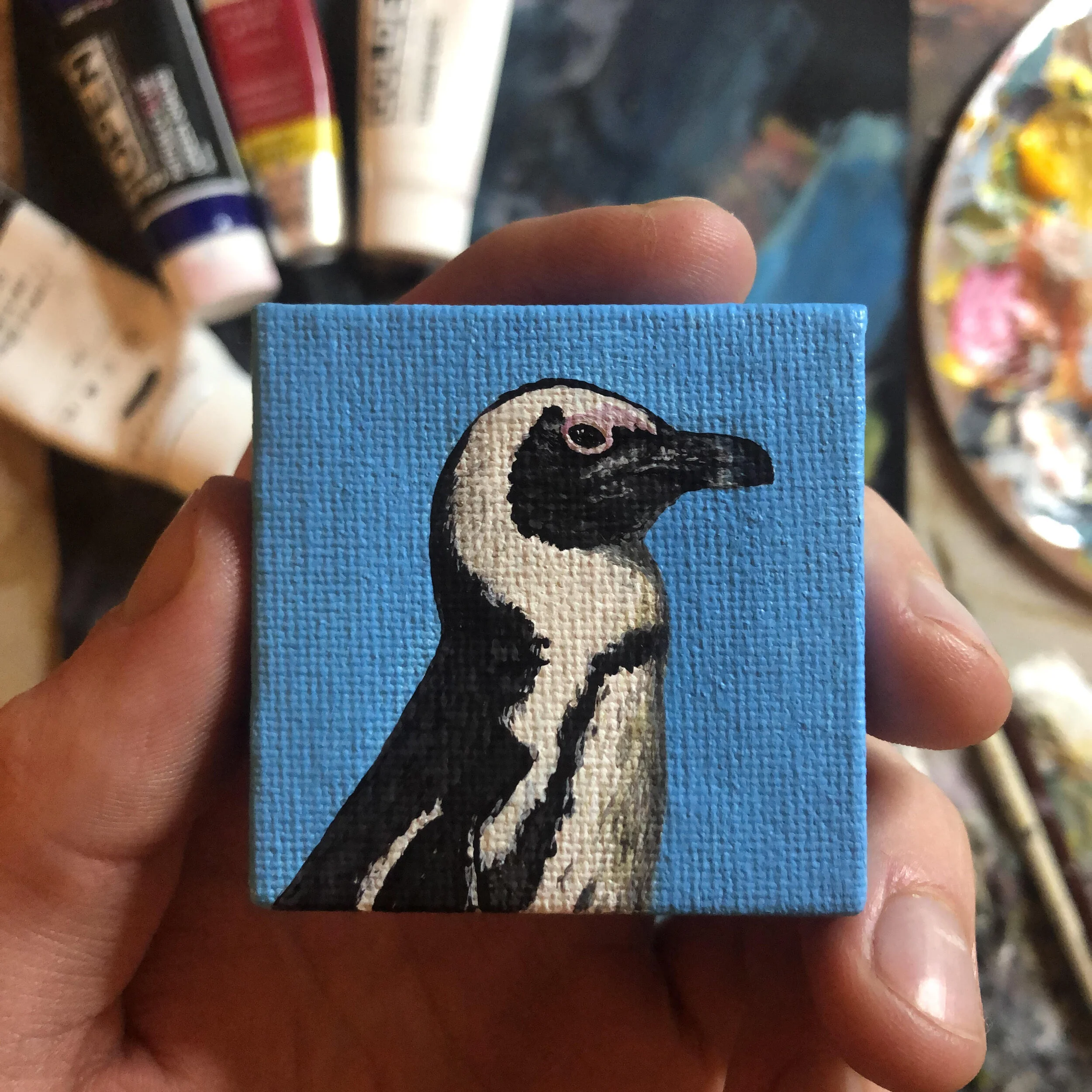 African penguin.jpg