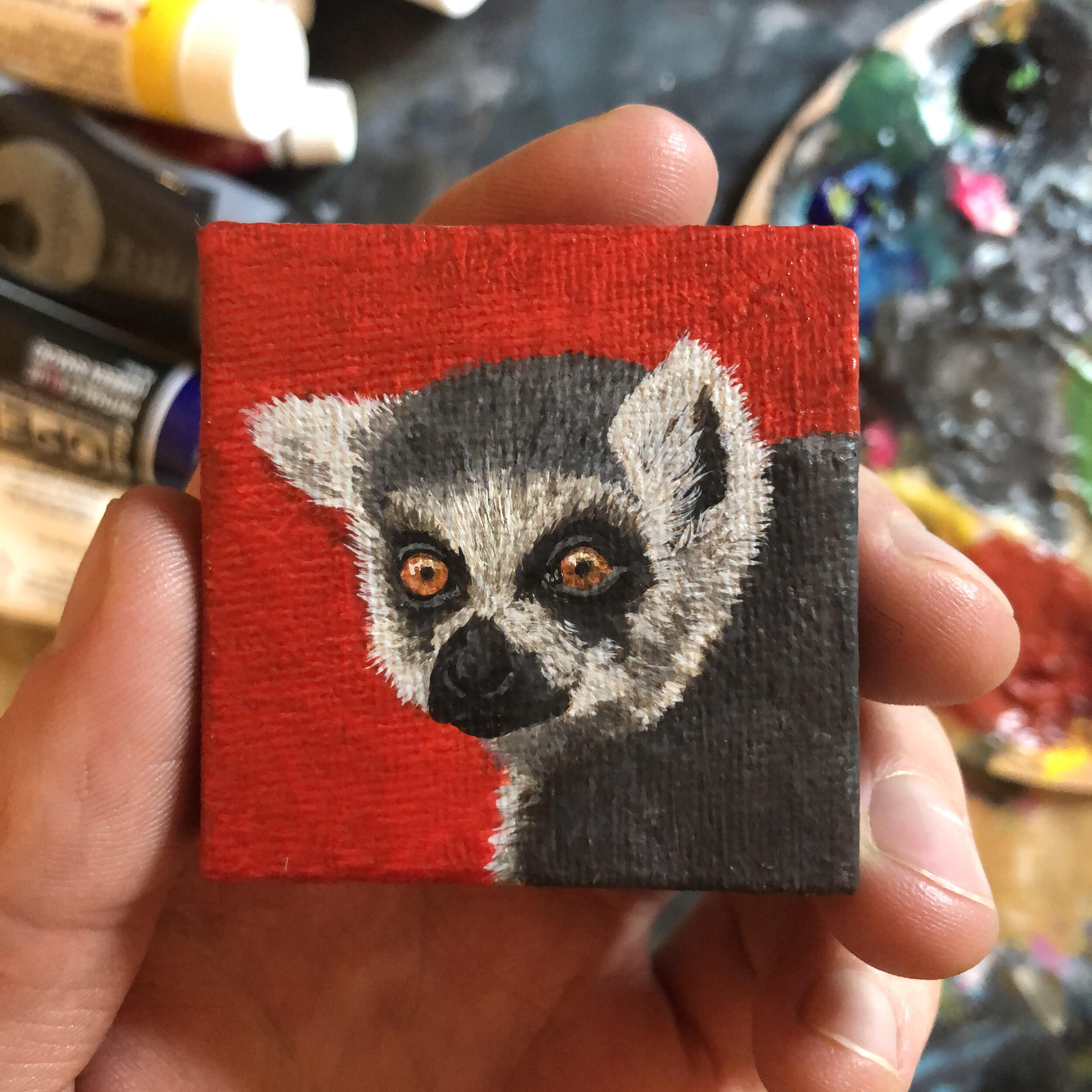 ringtailedlemur.jpg