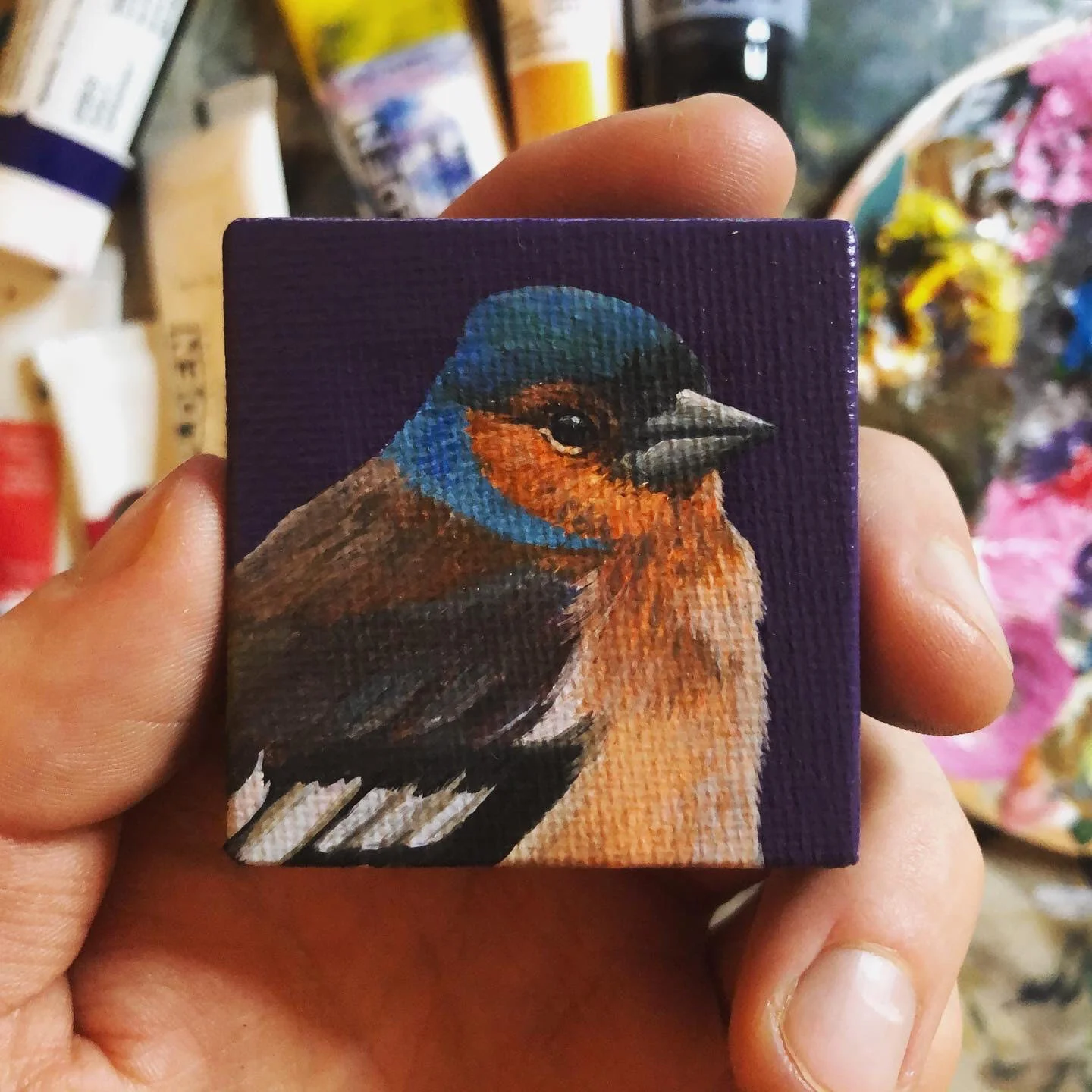 chaffinch.jpg