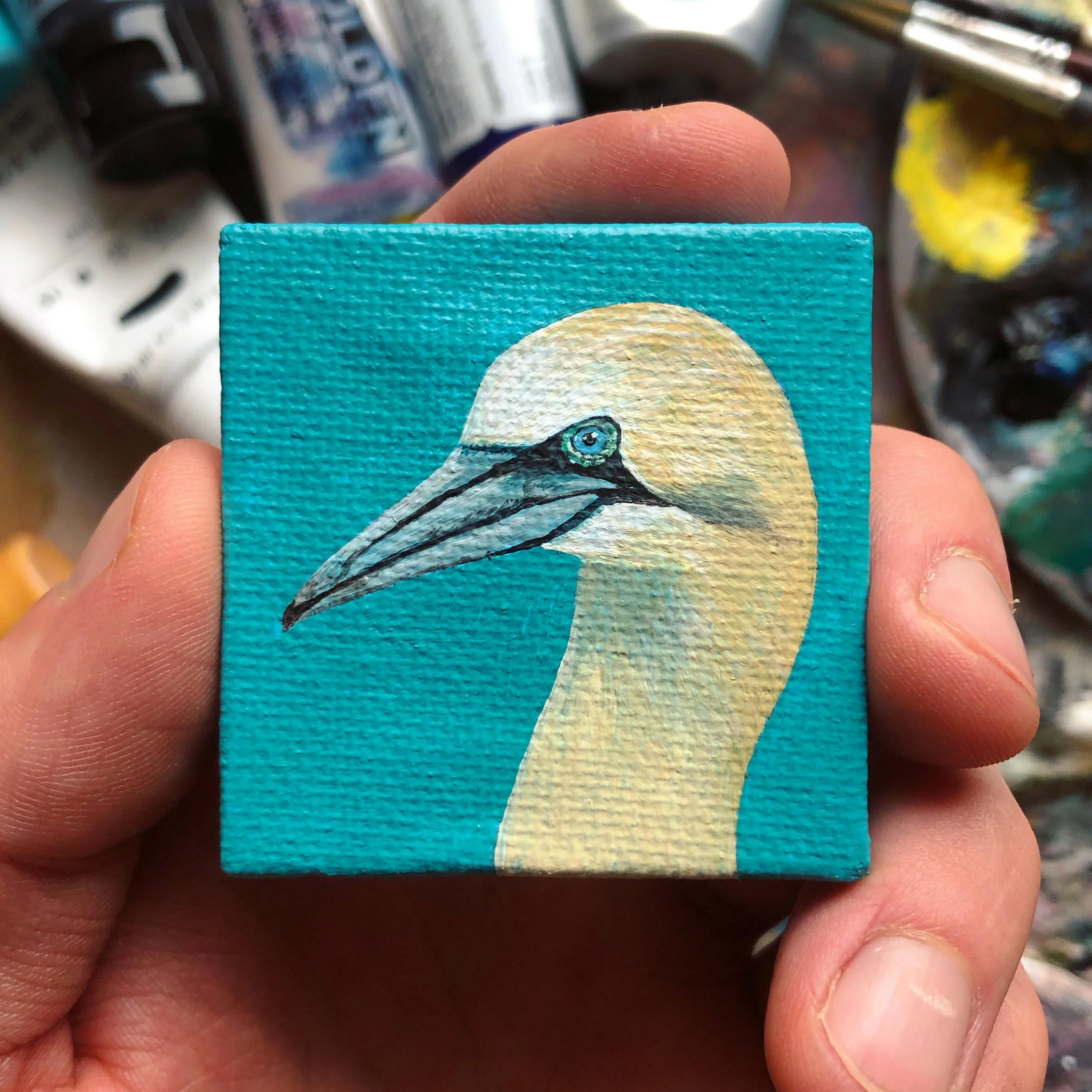gannet.jpg