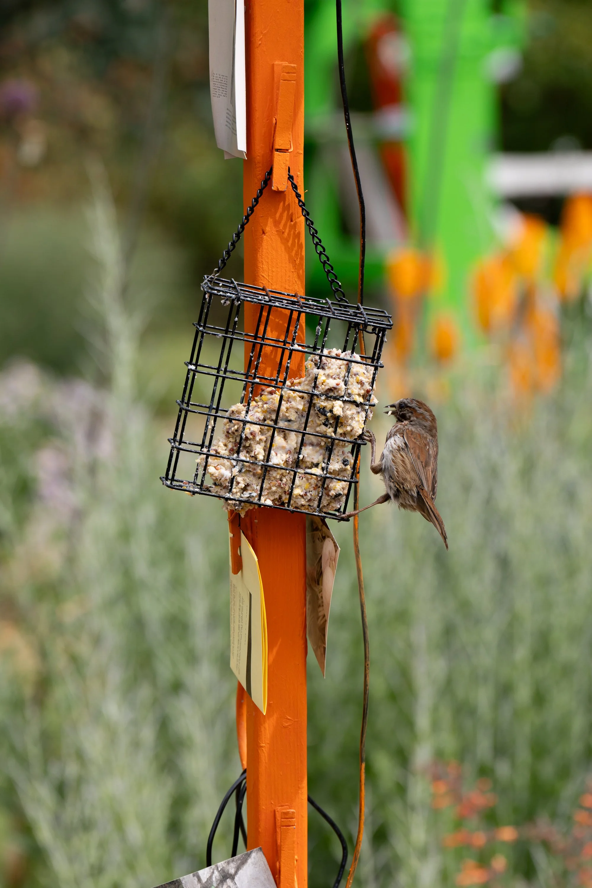 A bird eating suet bird feed hung on an orange sculpture.