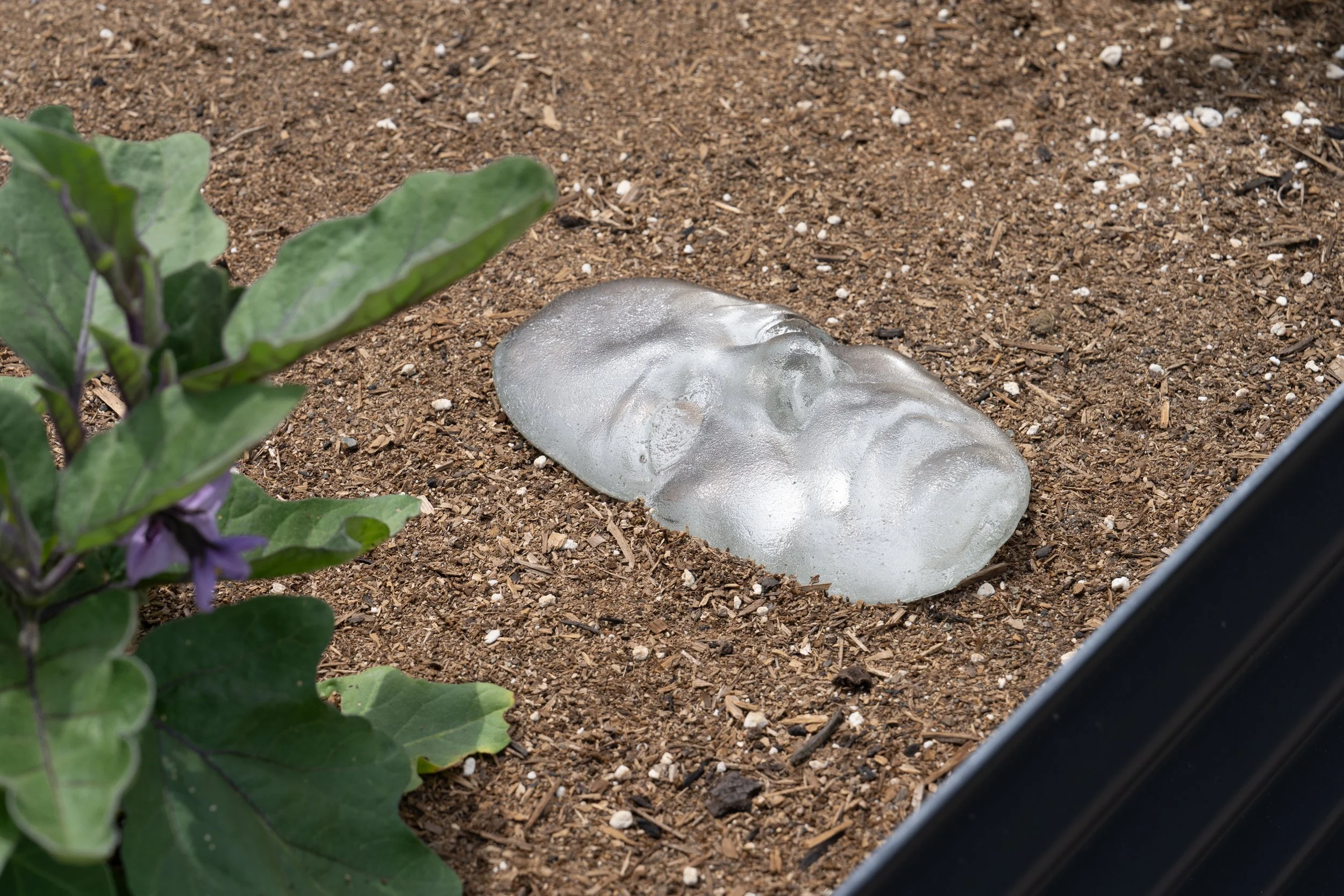 A glass face in a garden bed.