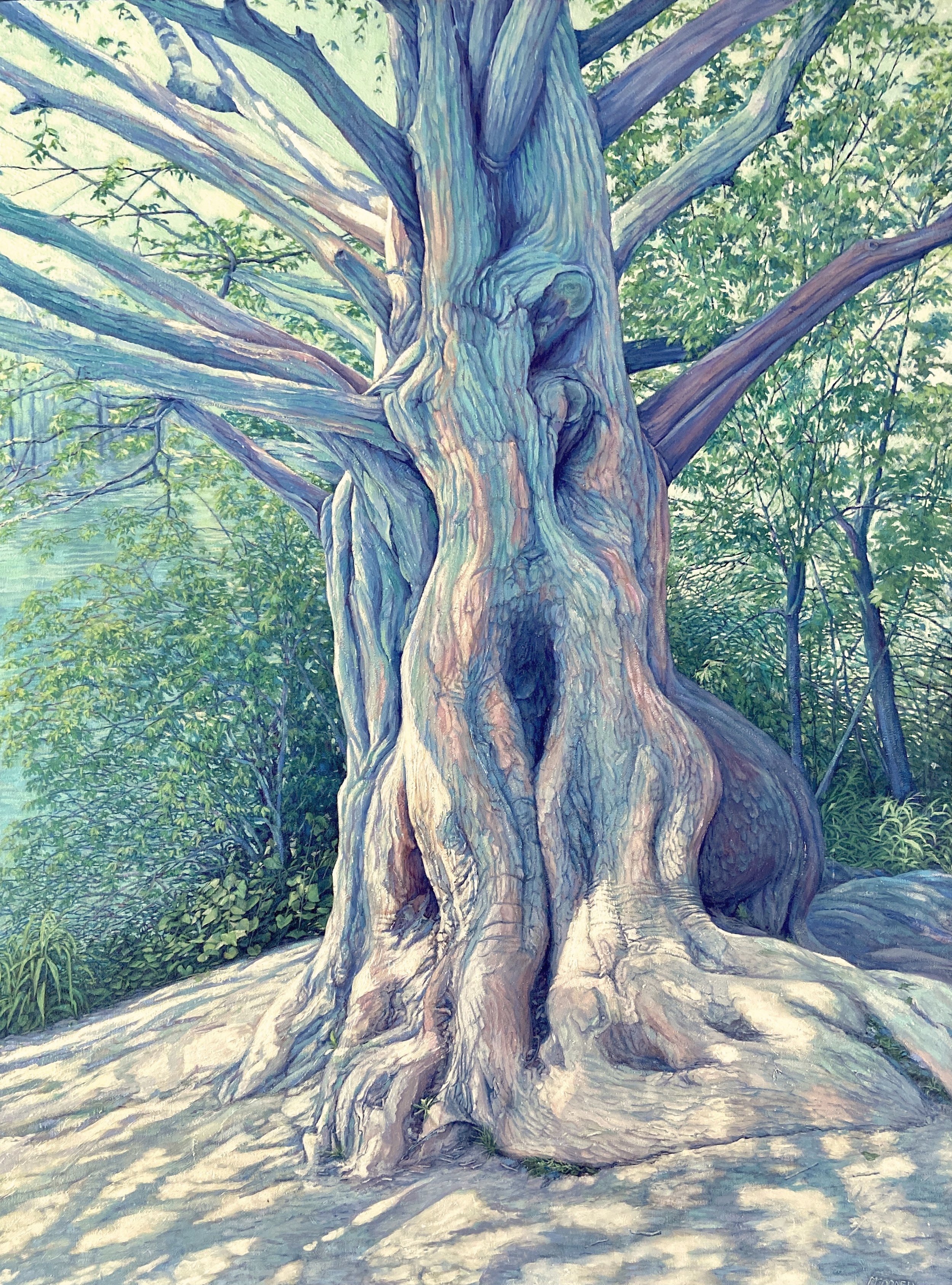 "High Park Cypress"