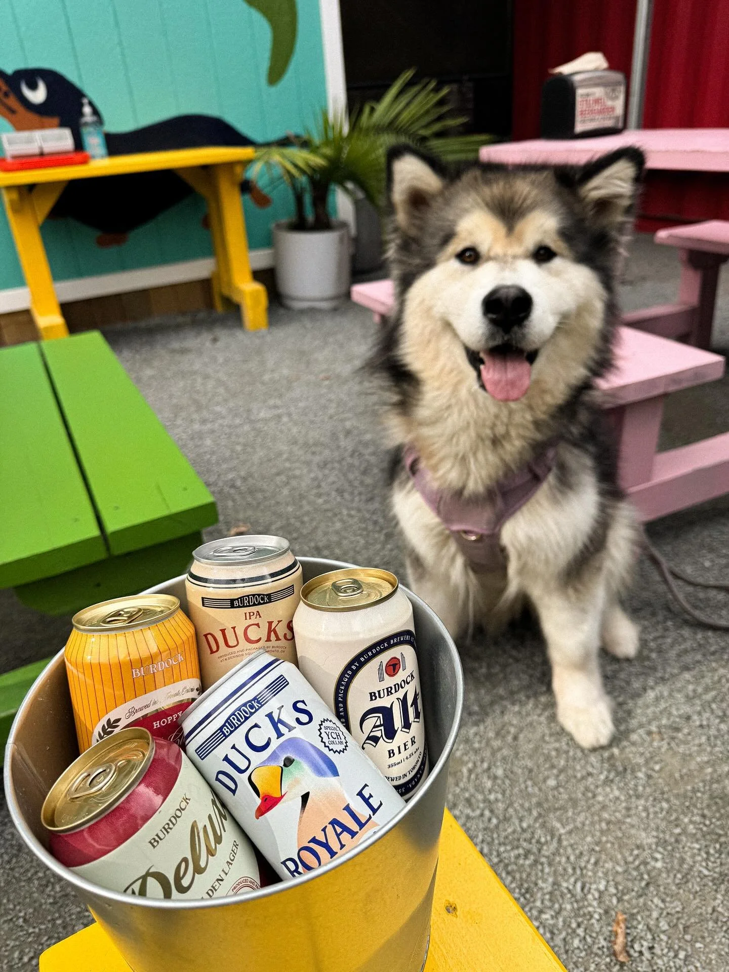 Beanie smells a deal 🦴🍺

Grab an assorted bucket of Burdock beers while supplies last, on special for the last week of the season!

Open til 8pm tonight 🍂