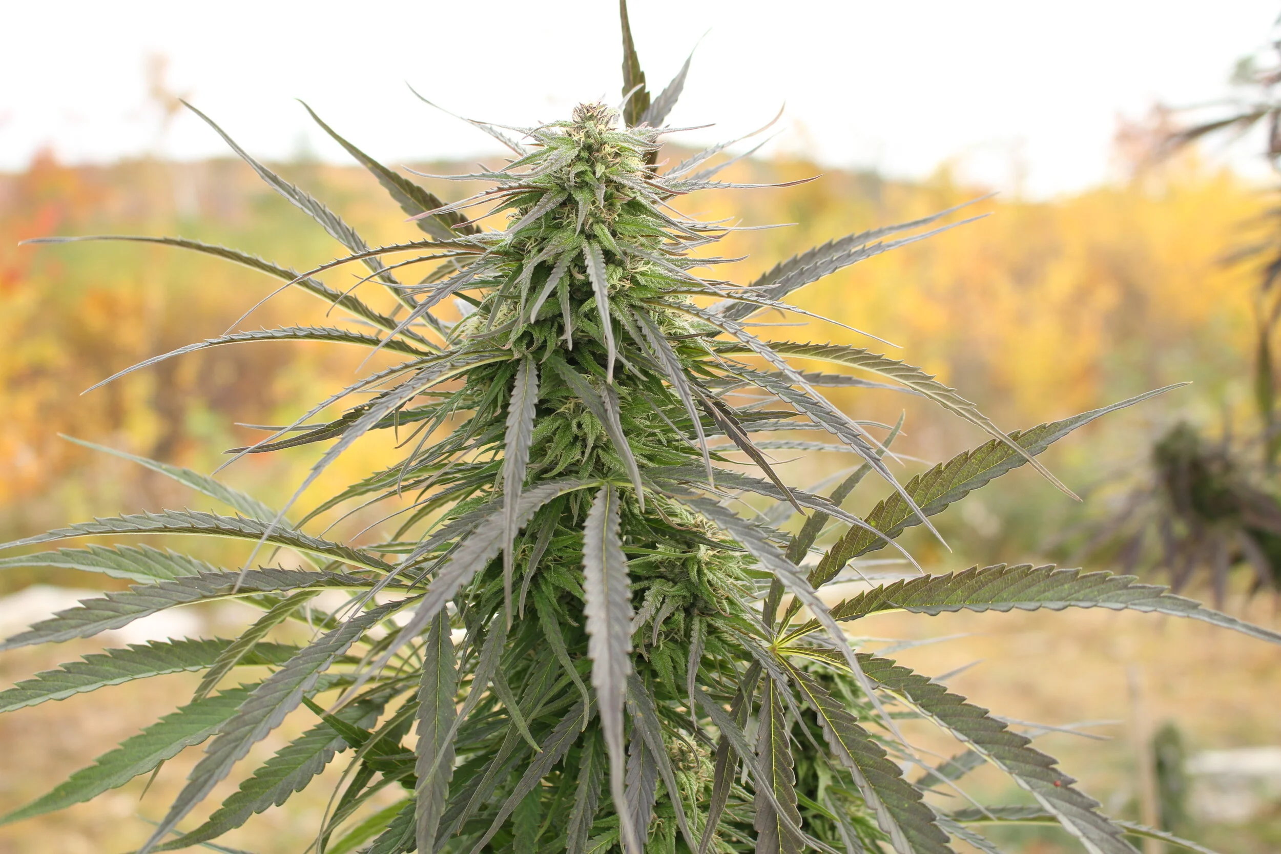 Hemp — Best Friend Farms