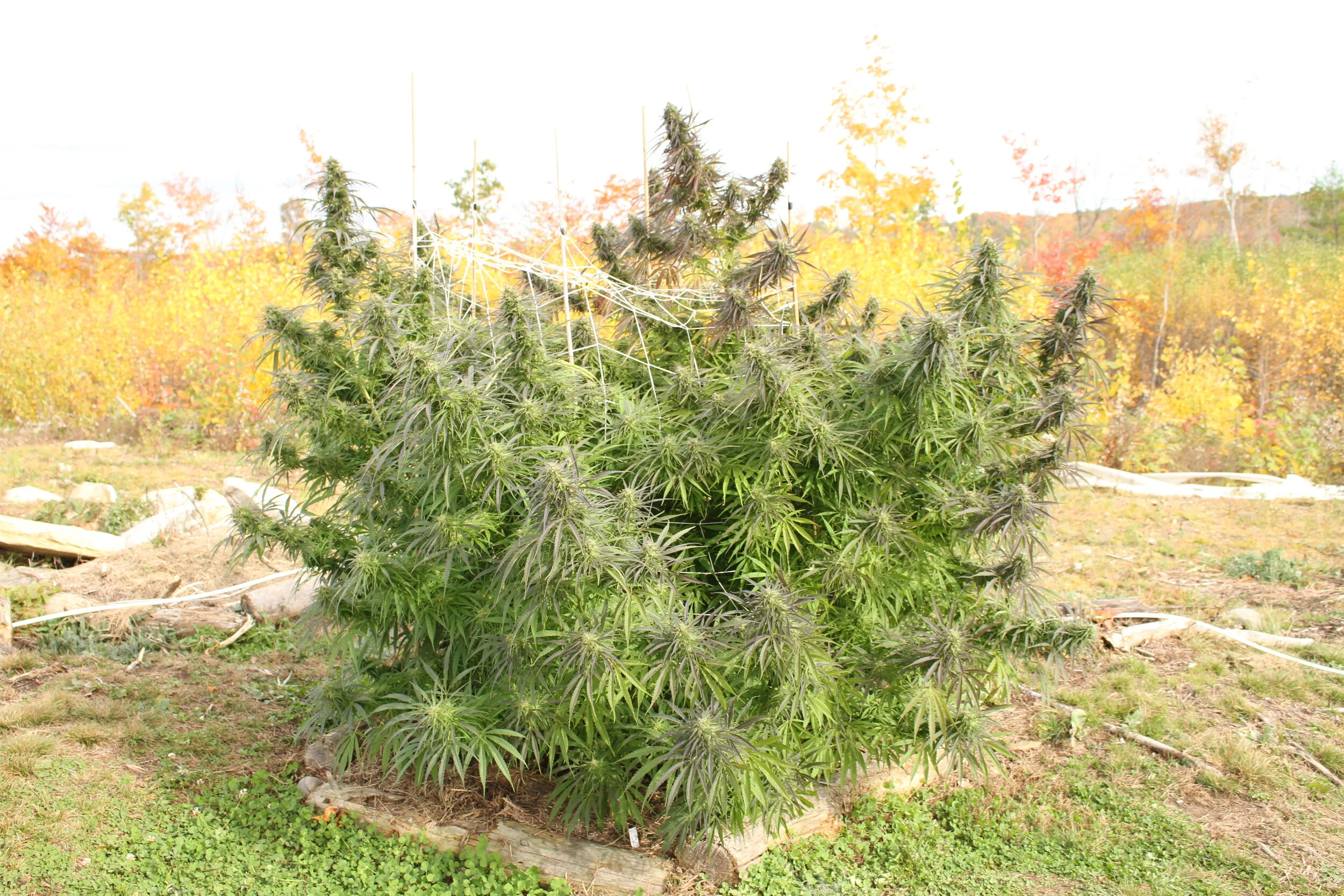 Hemp — Best Friend Farms