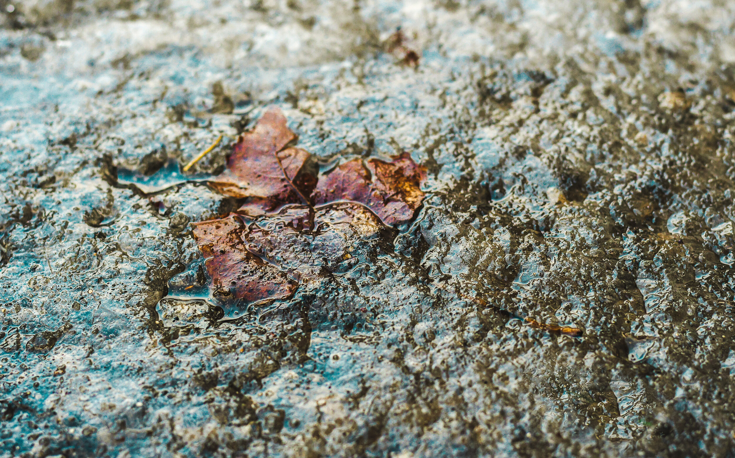 Leaf in ice.jpg