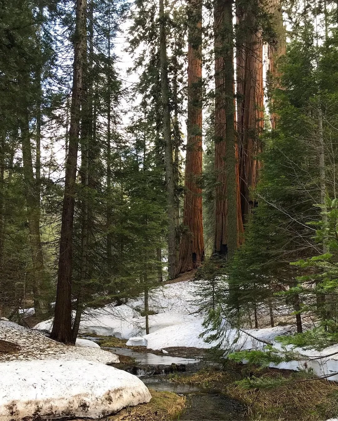Sequoia National Park, April 2019