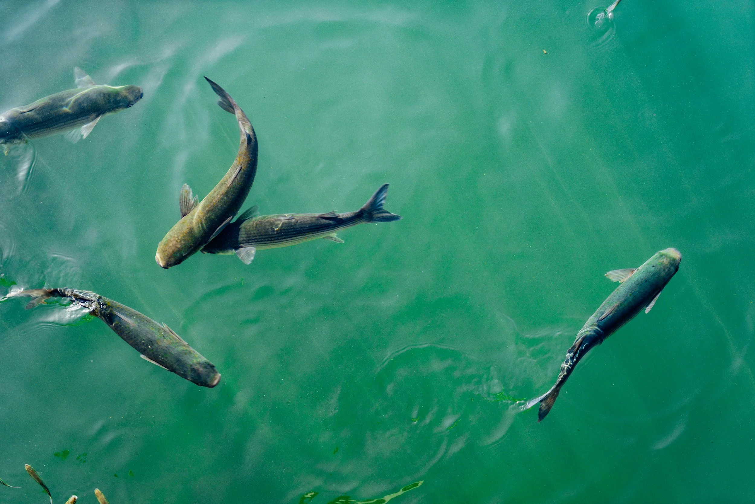 Pisces Eclipse August 2026