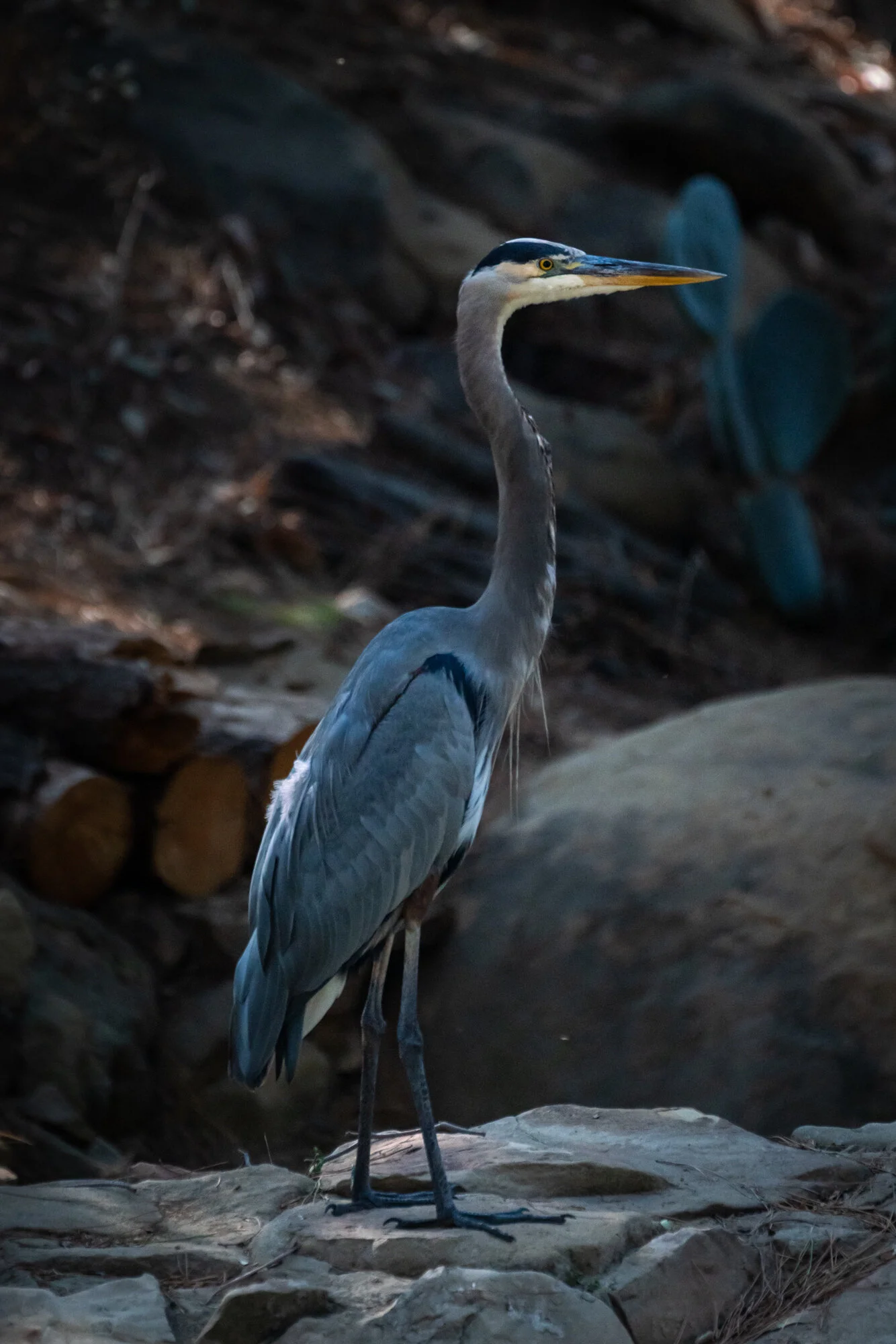 Great Blue Heron — Bell Canyon Birds