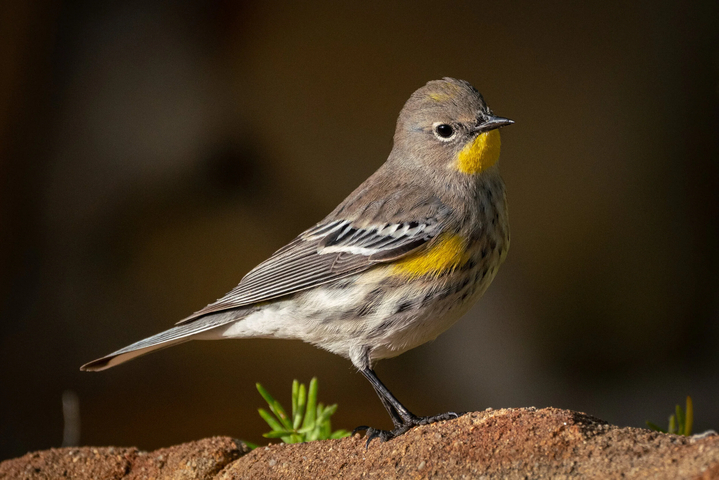 Yellow Romped Yellow Rumped Warbler Audubon