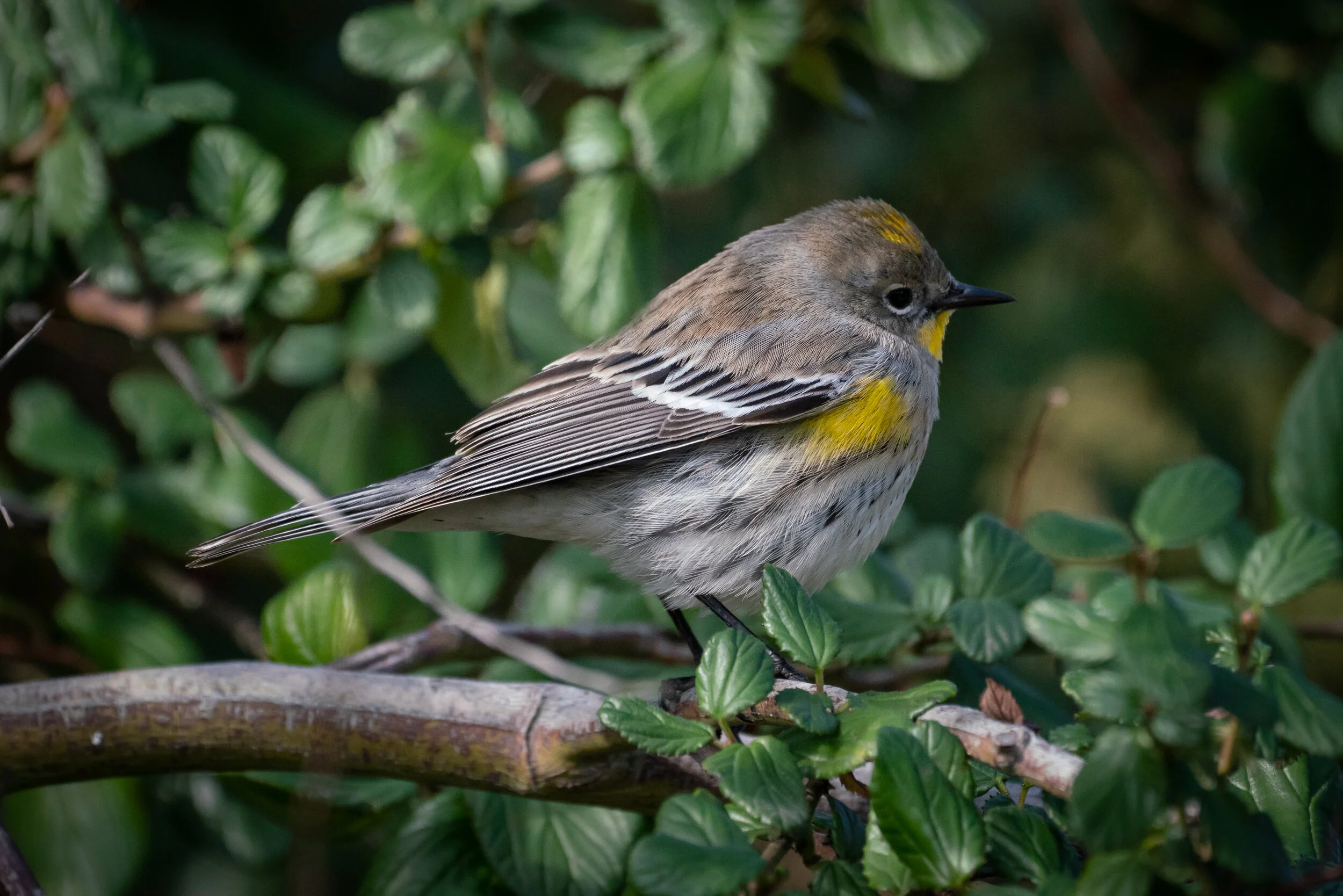 Yellow Rumped Warbler Male And Female