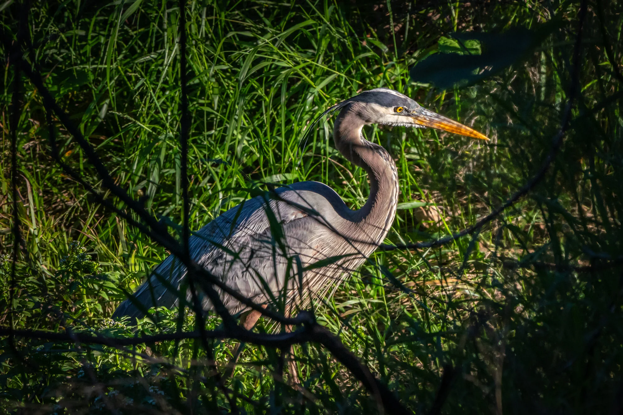 Great Blue Heron — Bell Canyon Birds
