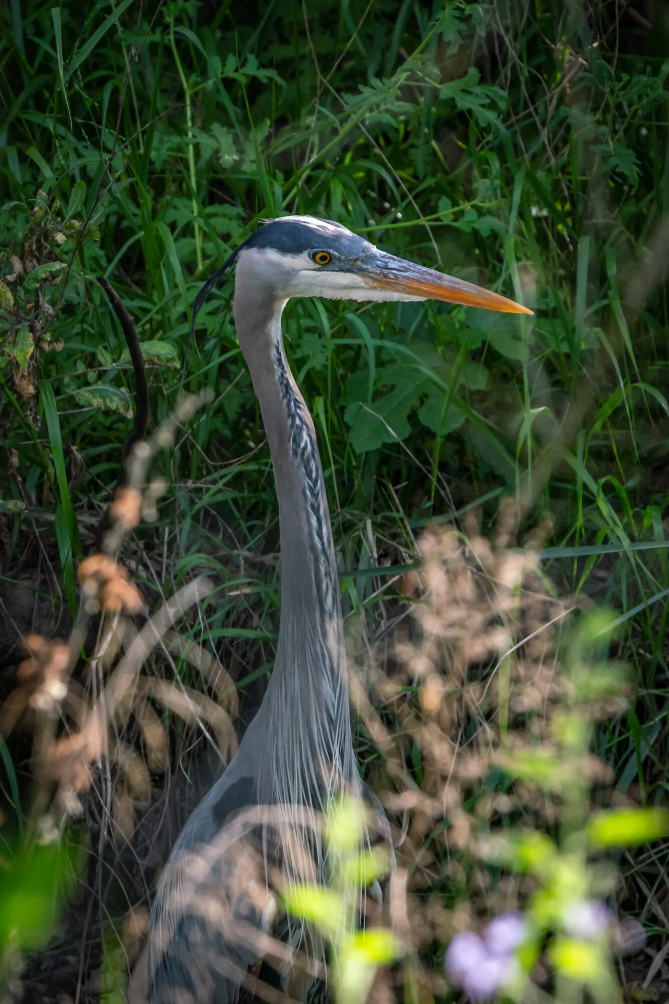 Great Blue Heron — Bell Canyon Birds