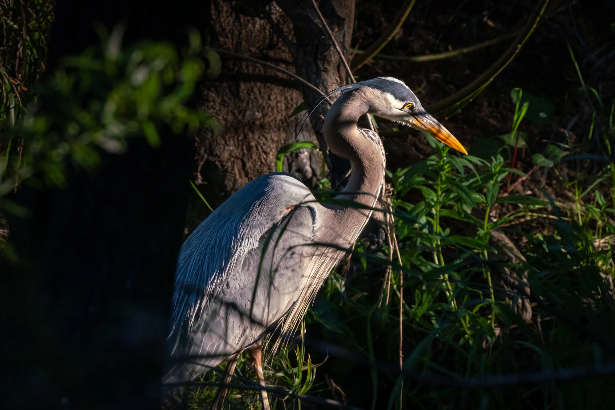 Great Blue Heron — Bell Canyon Birds