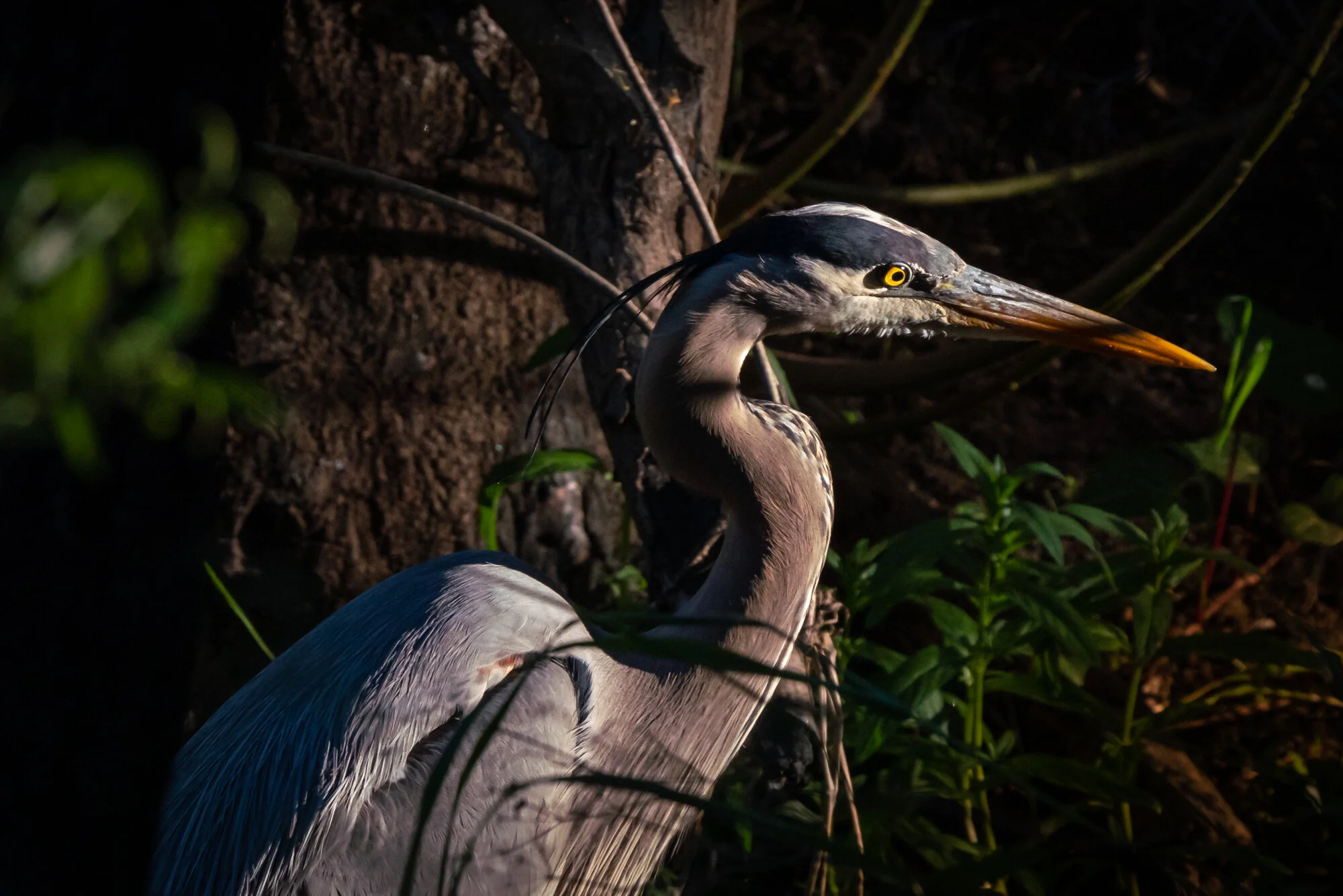 Great Blue Heron — Bell Canyon Birds