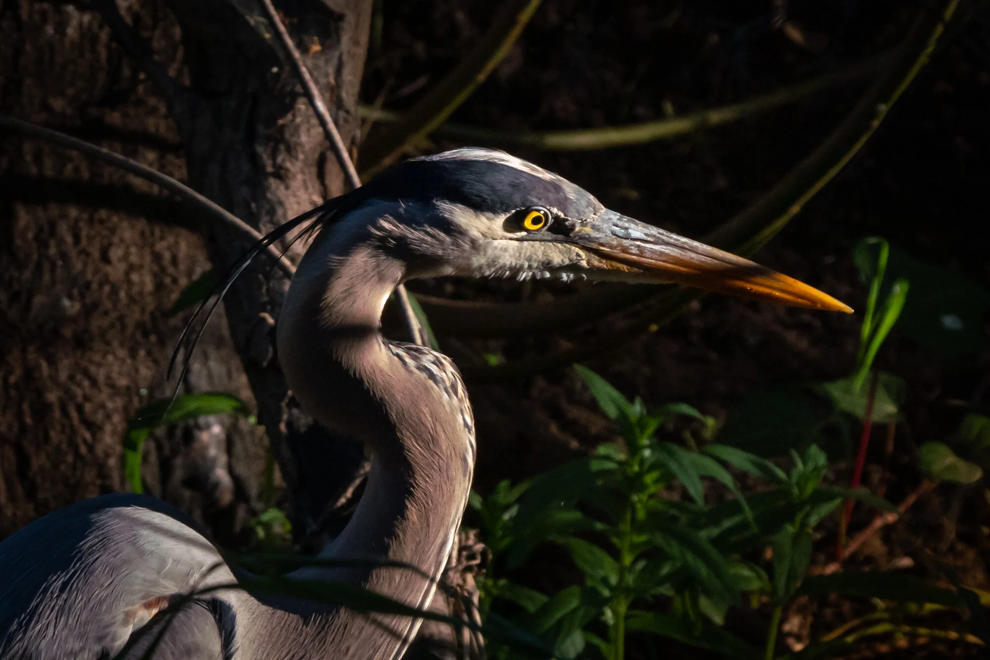 Great Blue Heron — Bell Canyon Birds