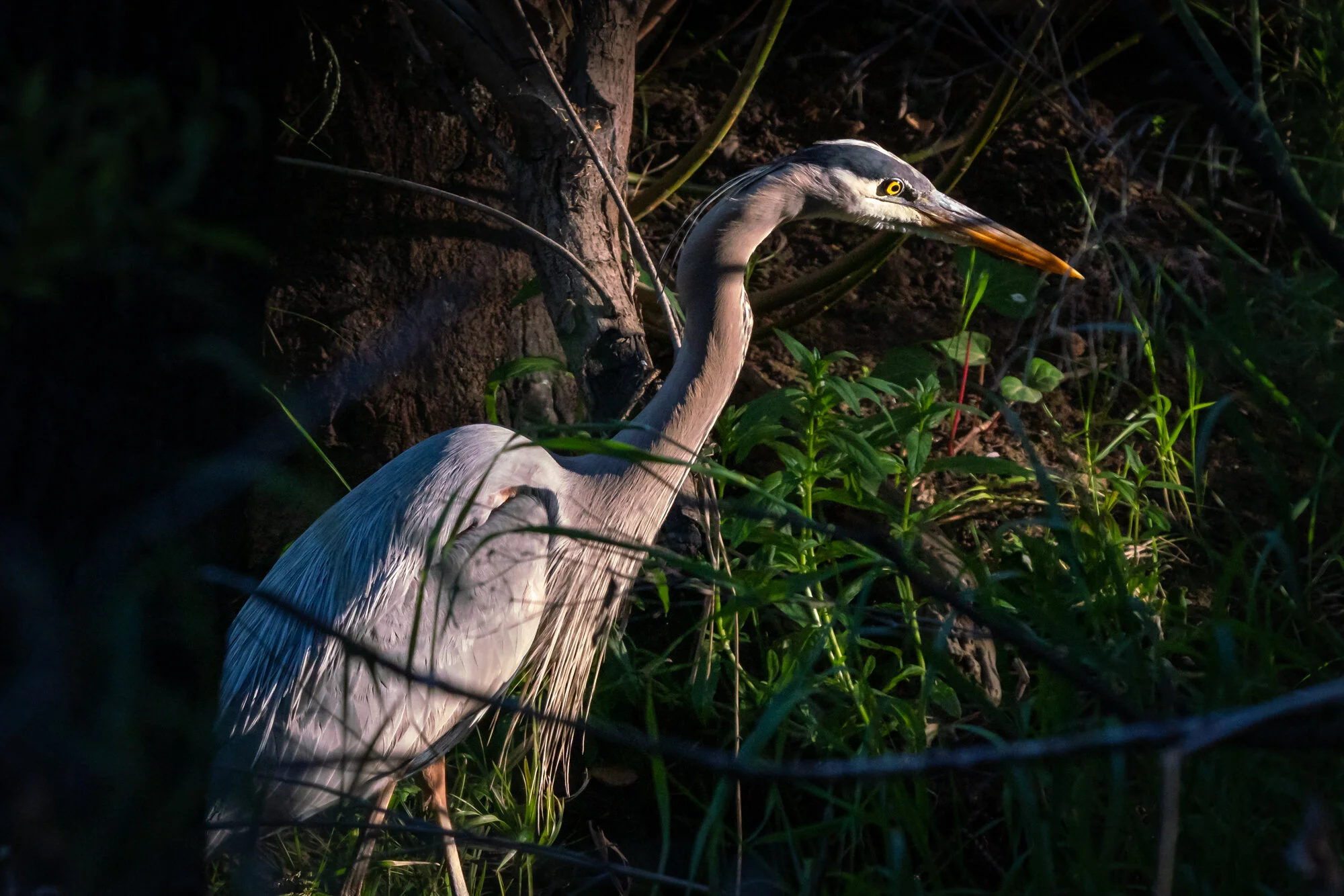 Great Blue Heron — Bell Canyon Birds