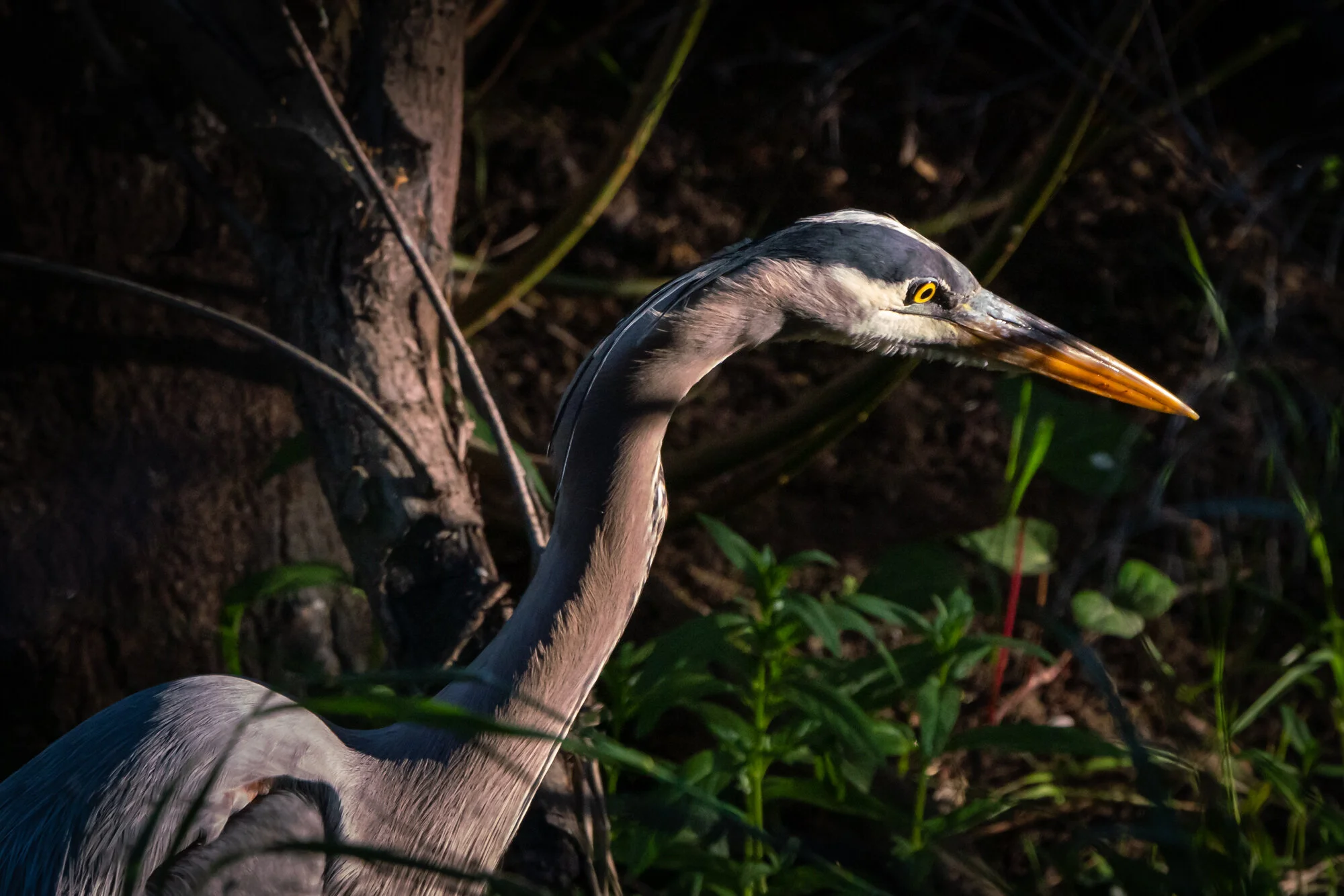Great Blue Heron — Bell Canyon Birds