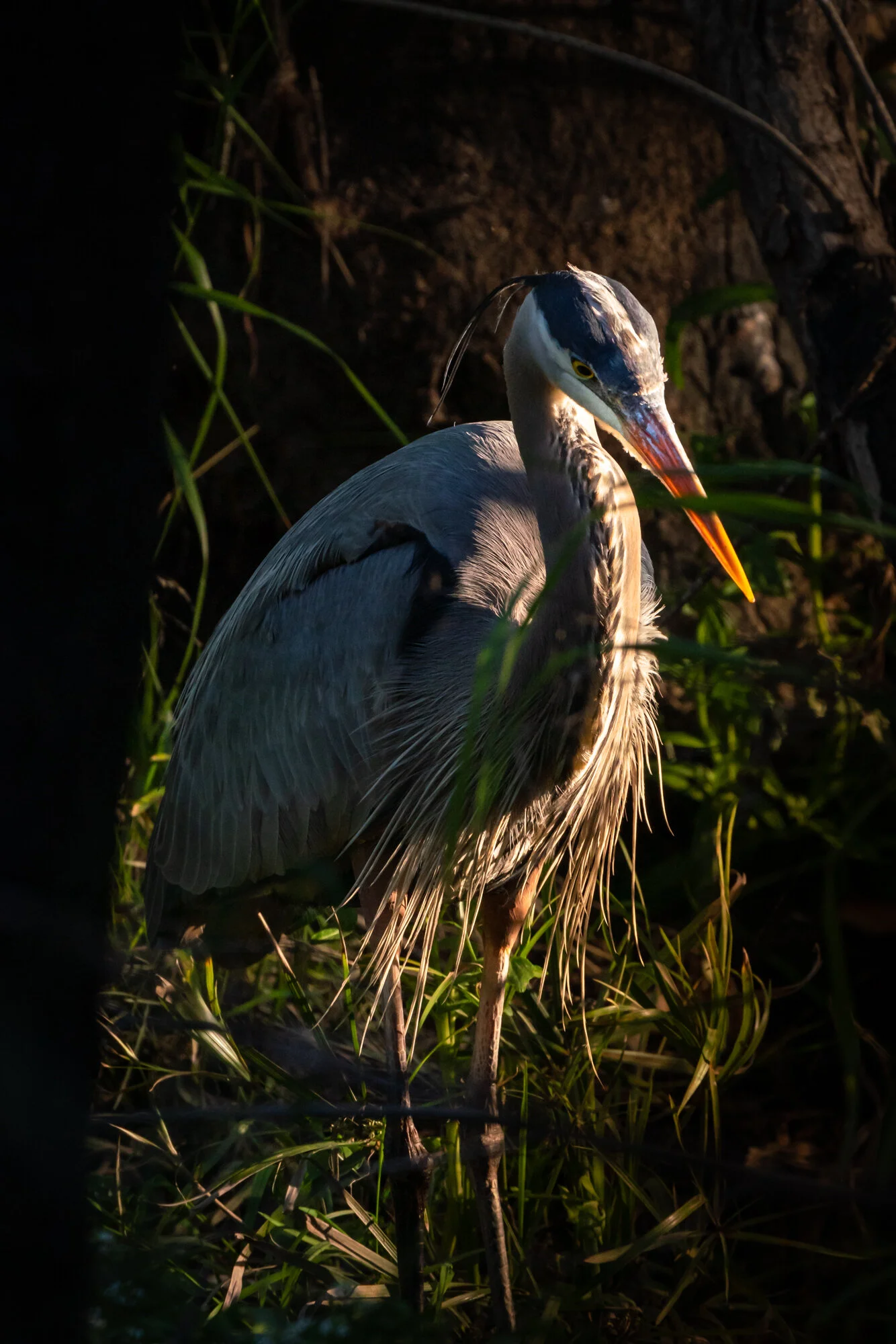 Great Blue Heron — Bell Canyon Birds