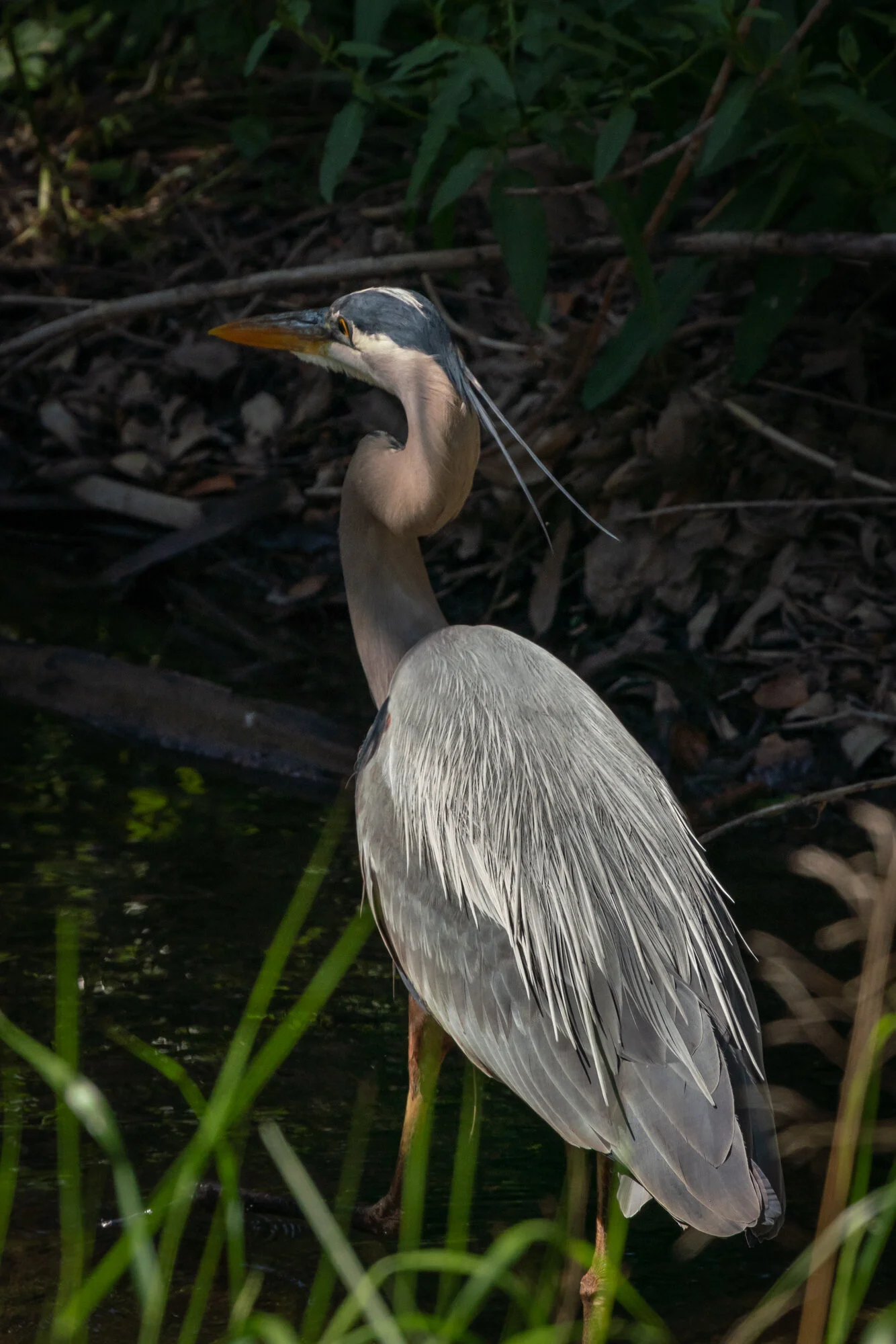 Great Blue Heron — Bell Canyon Birds
