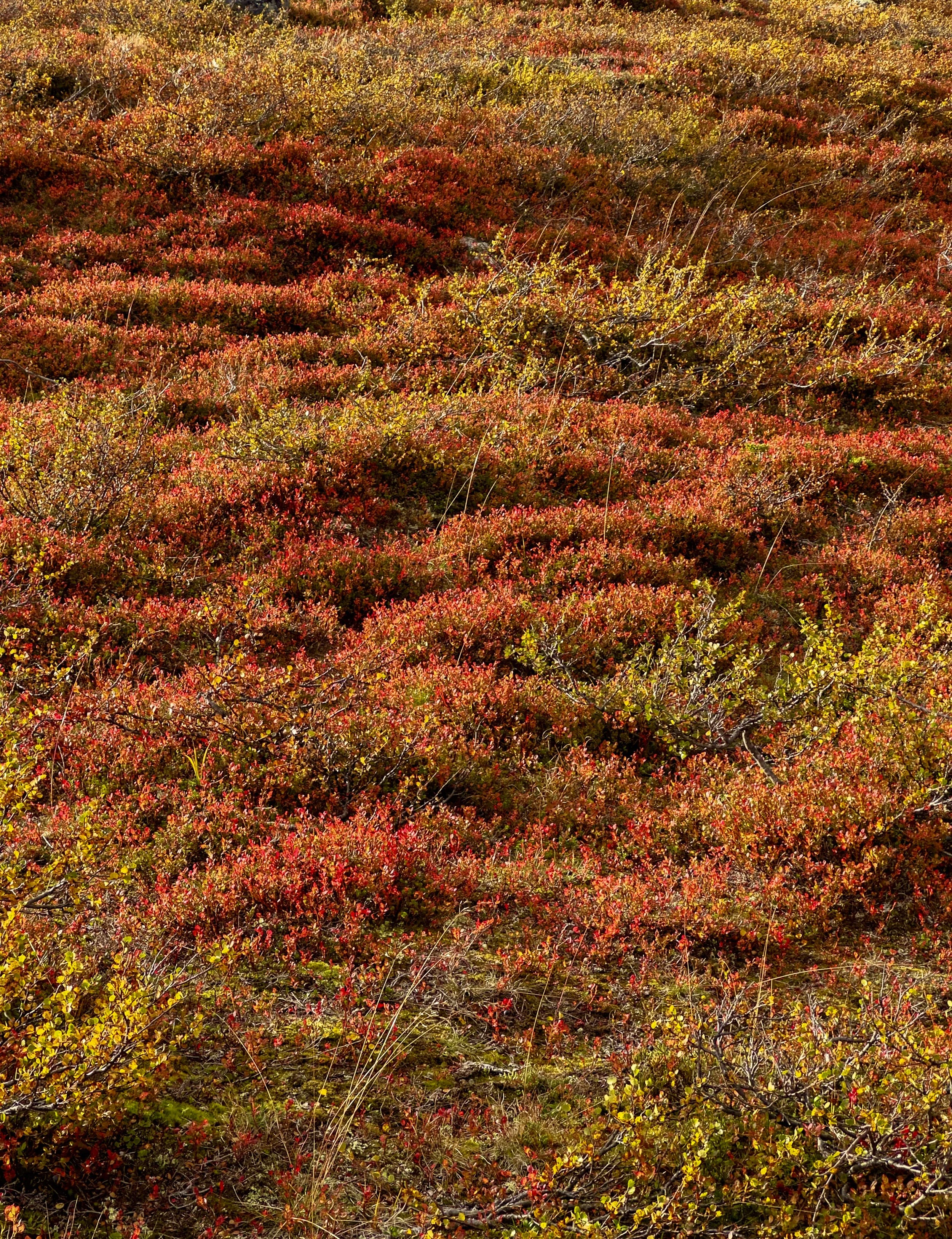 kilpisjarvi_2023_036.jpg