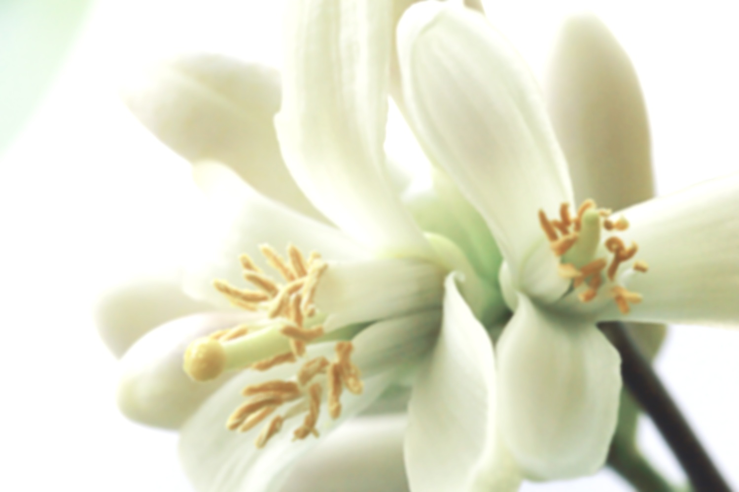 lime+blossom+banner.jpg