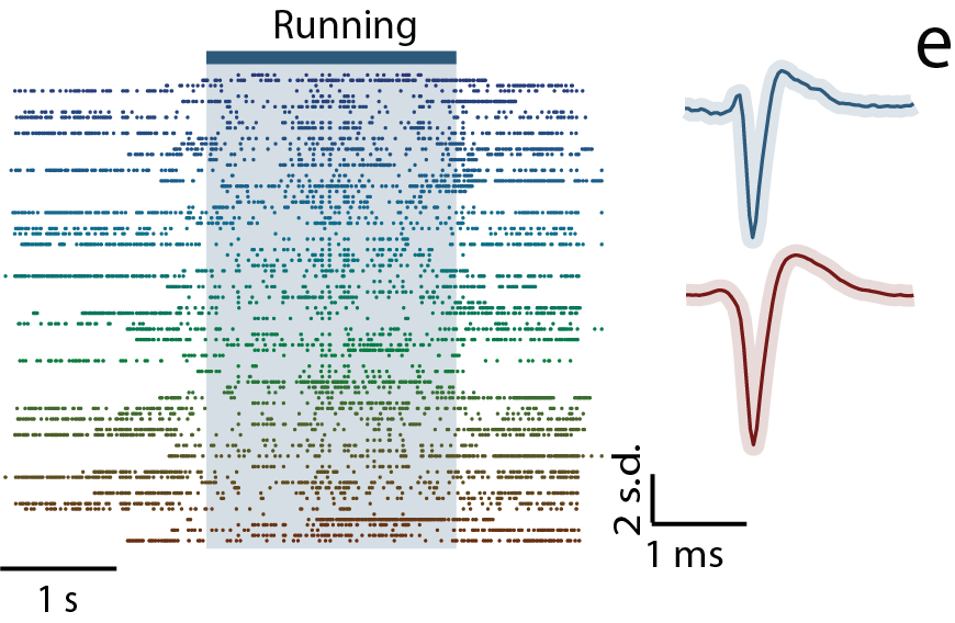 BMI_traces_02Asset 6@4x.png