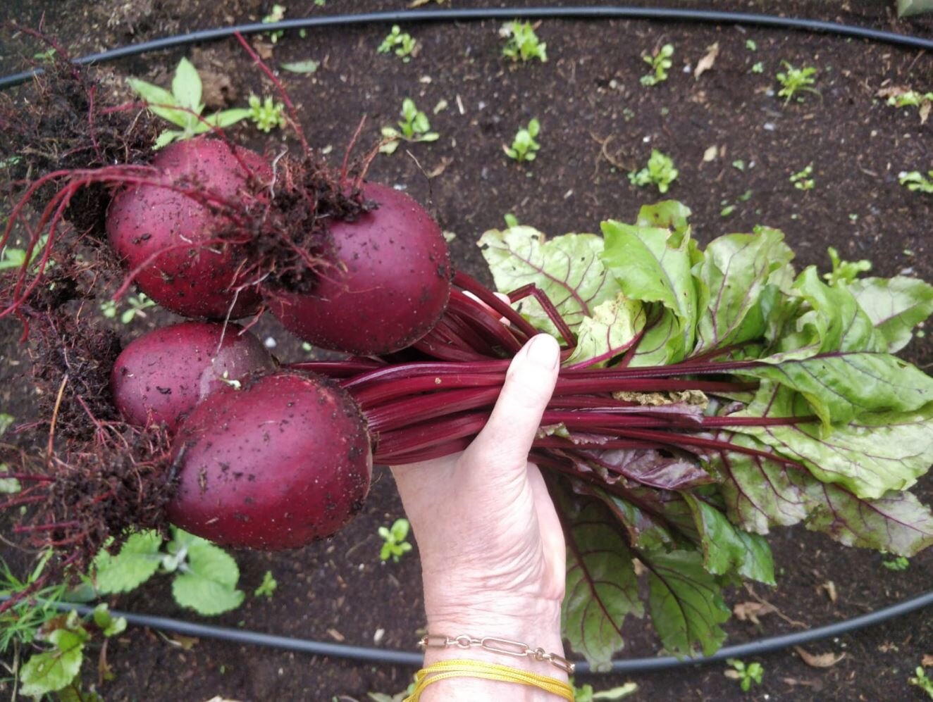 beetroot for dinner.JPG