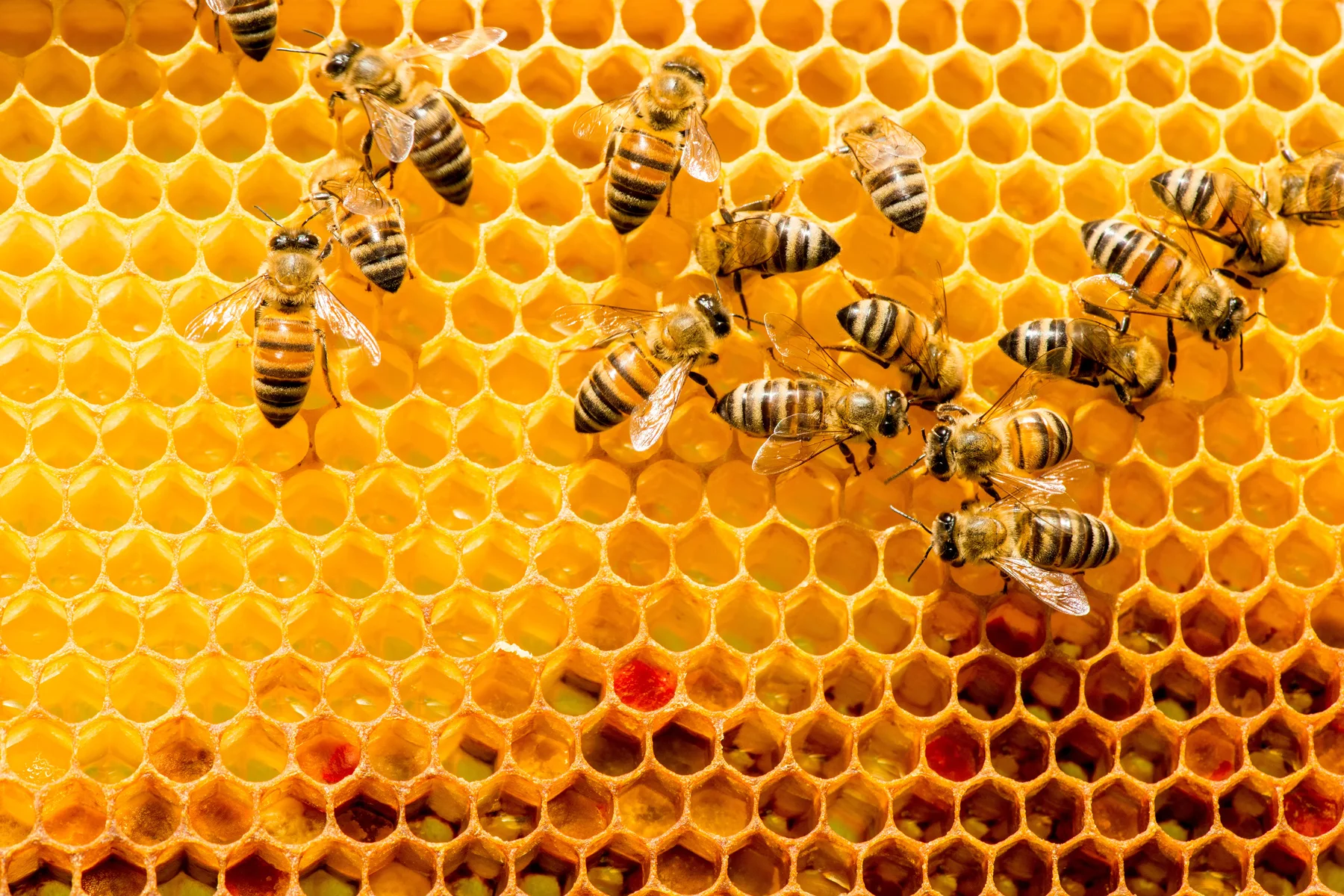 bees-background.jpg