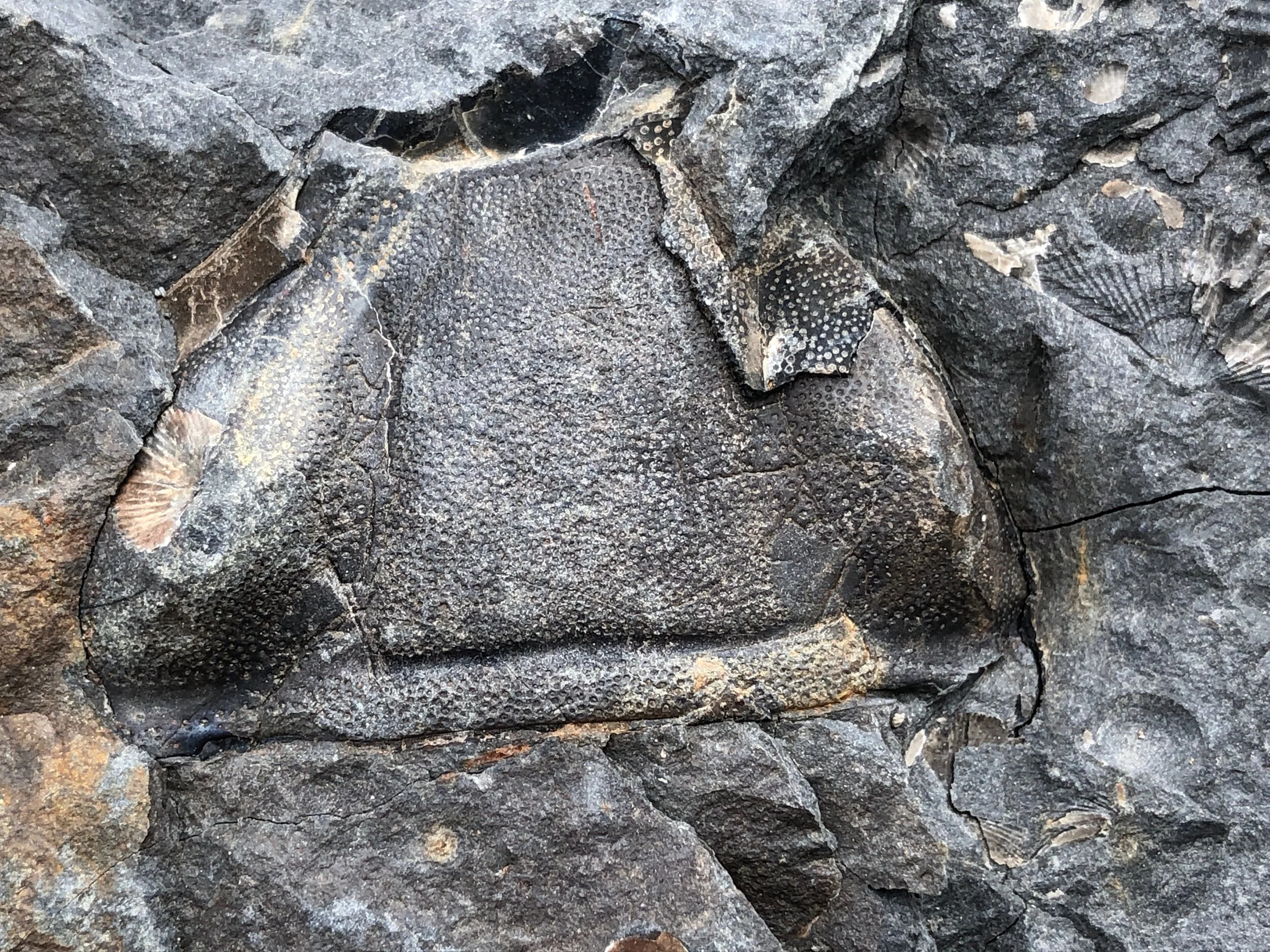 Paleontology & Earth Science Education — Paleontological Research