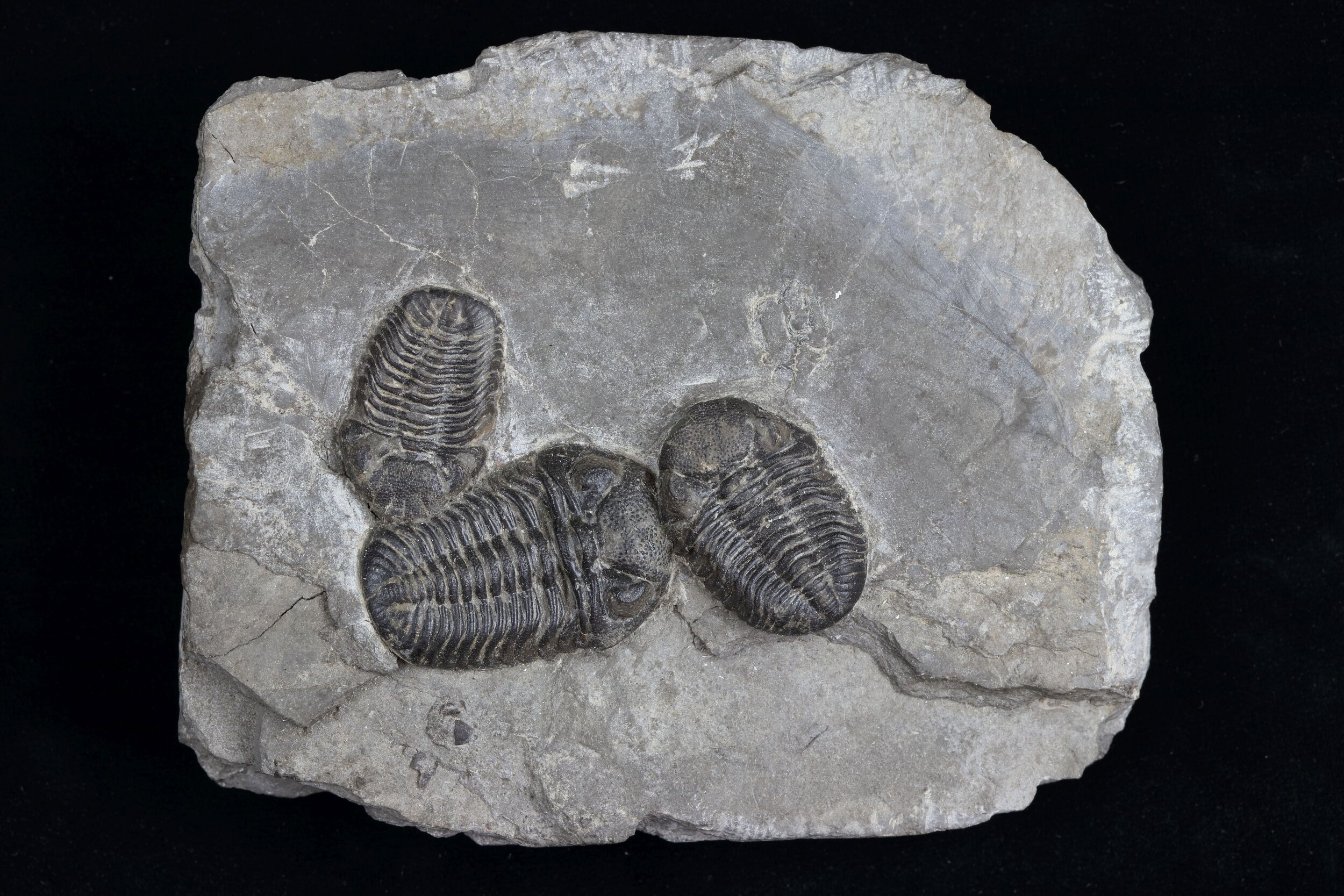 Trilobite 49662 for Devonian NY.jpg