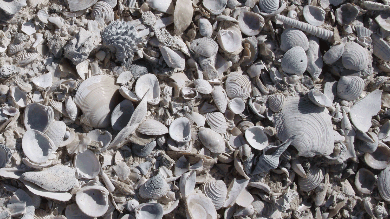 Florida-FossilShells.png