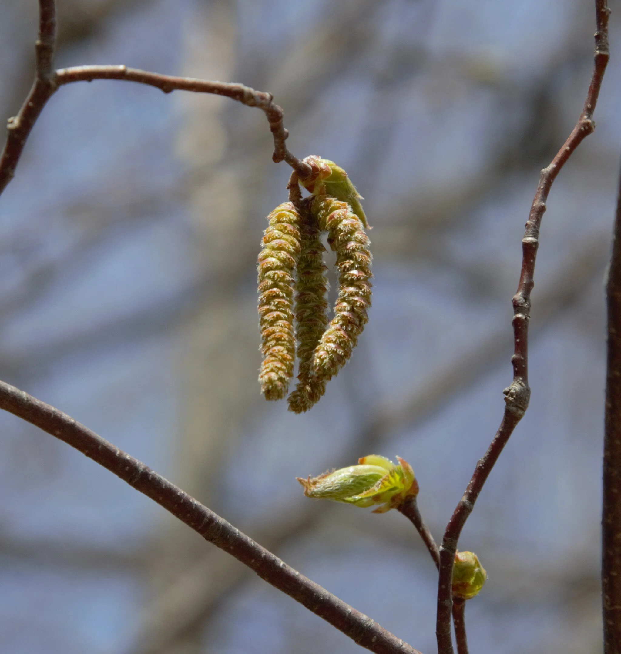 Citizen Science and Tracking Climate in Your Backyard