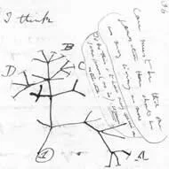 Darwin's First Evolutionary Tree