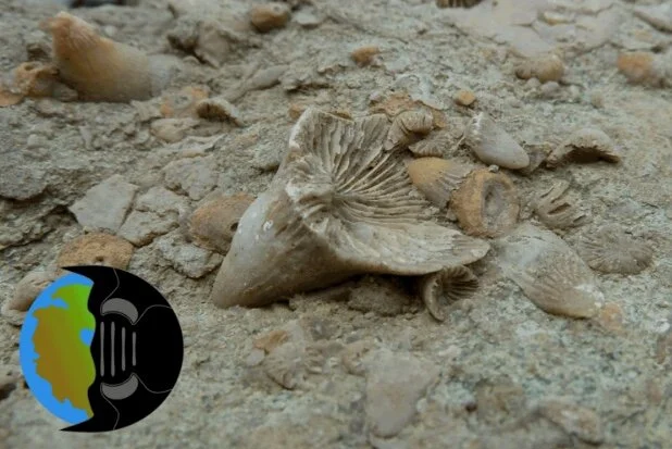 Digital Atlas of Ancient Life