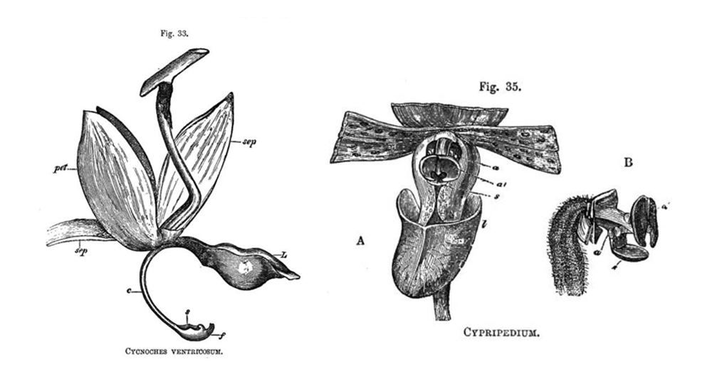 Two illustrations of orchids from Darwin’s Orchid volume (figs. 33, 35; 1862, 1877), showing how very different flower shapes are actually comprised of the same basic set of parts.