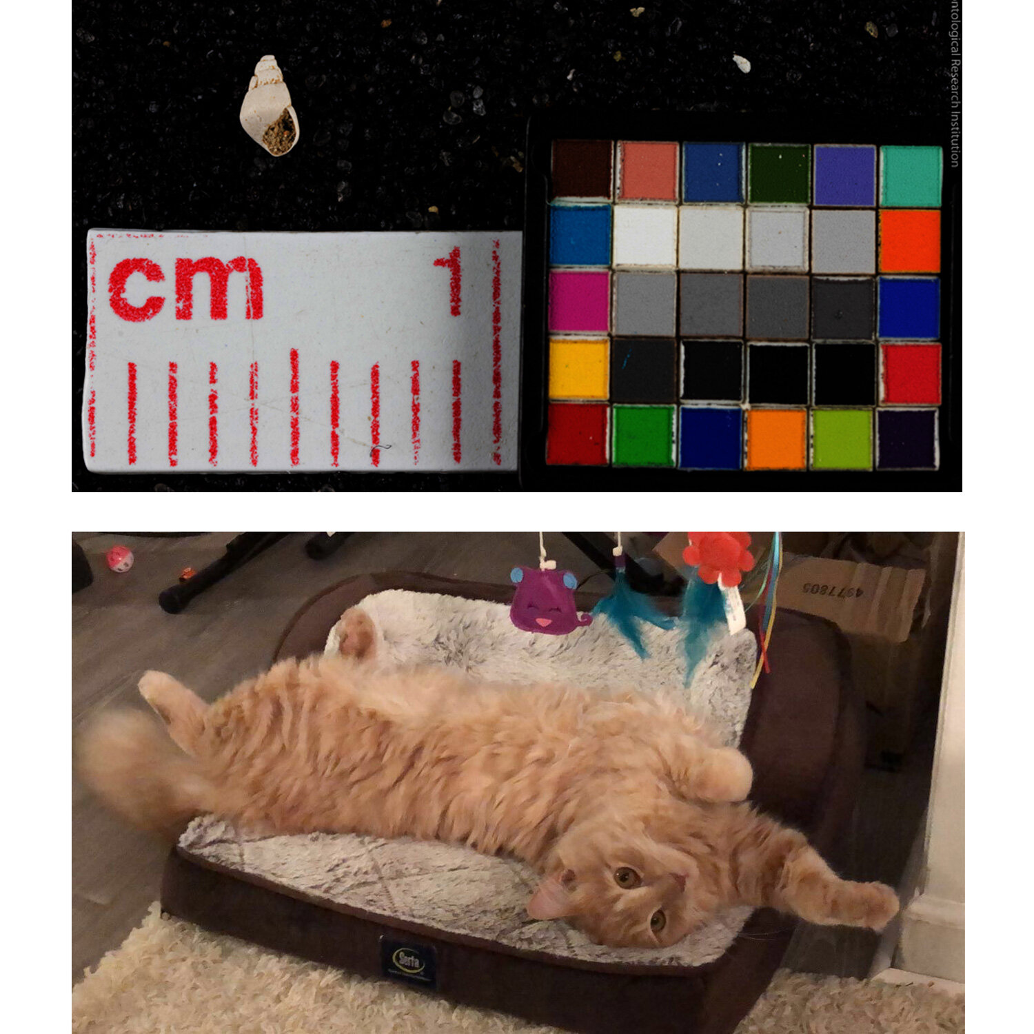 How Does Collections Work from Home?