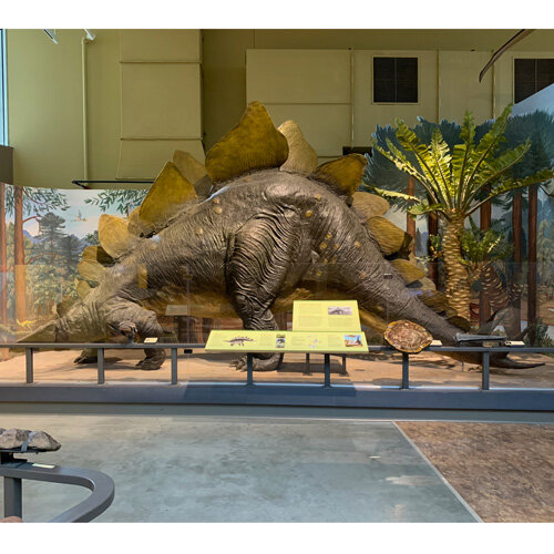 Fun Fossil Activities