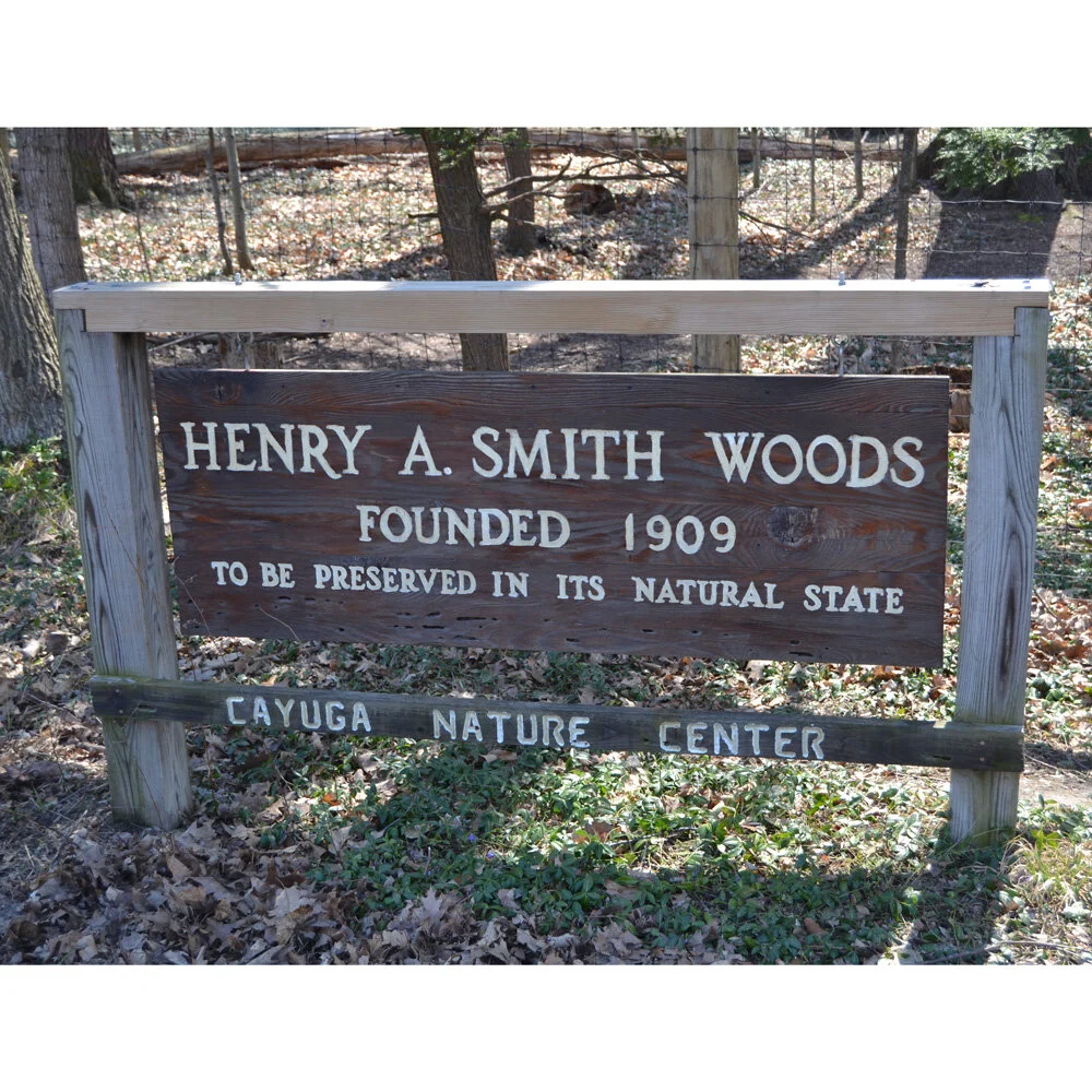 What’s in Bloom in Smith Woods? 