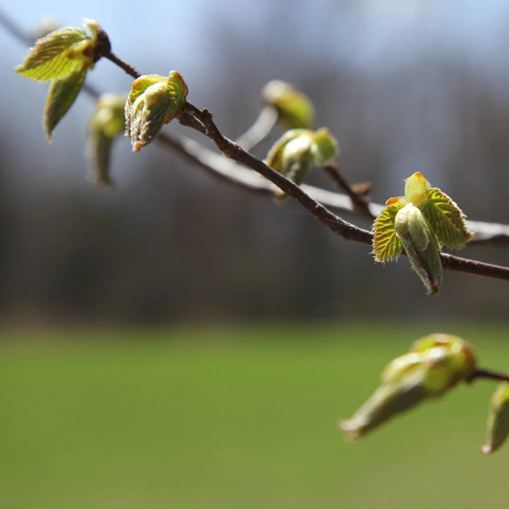 My Phenology Diary