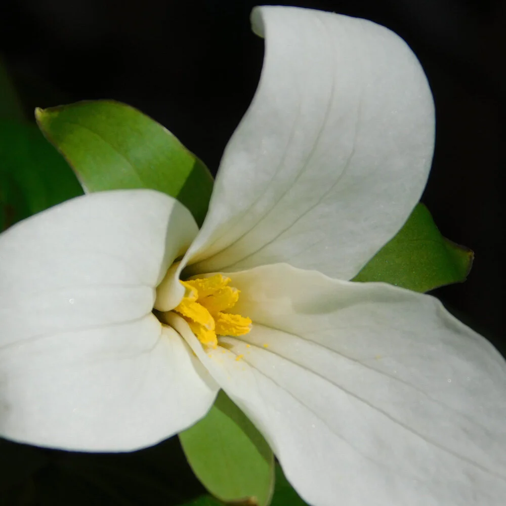 The Thrill of the Trillium