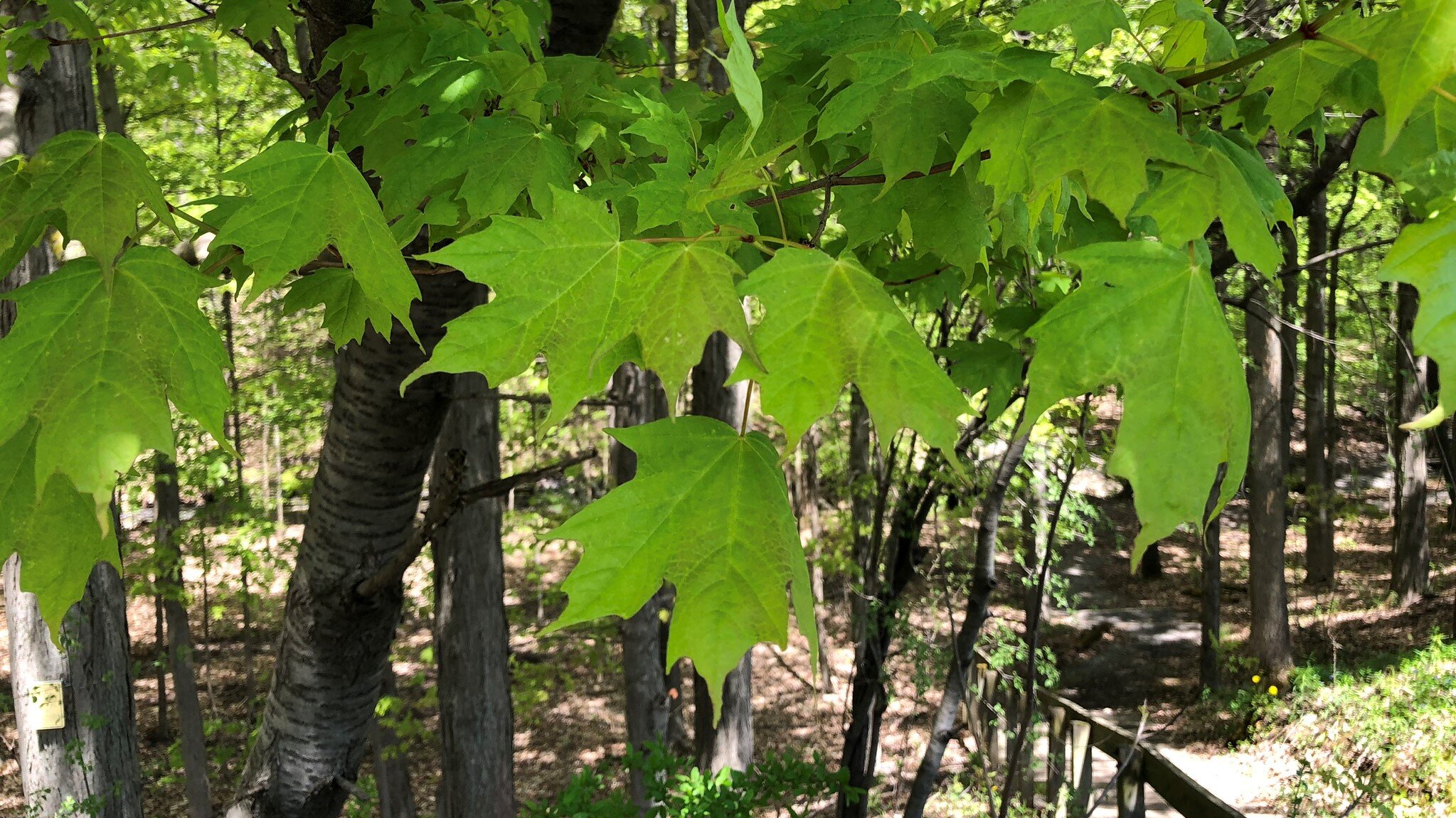 My Phenology Diary, Part 2