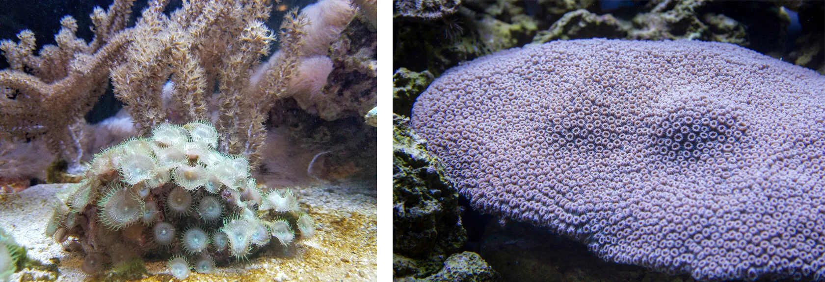 Examples of corals in the Caribbean tank. Left: Zooanthid (front) and gorgonian (back) corals. Right: Montastraea, a type of hard coral.